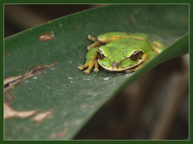 Frosch