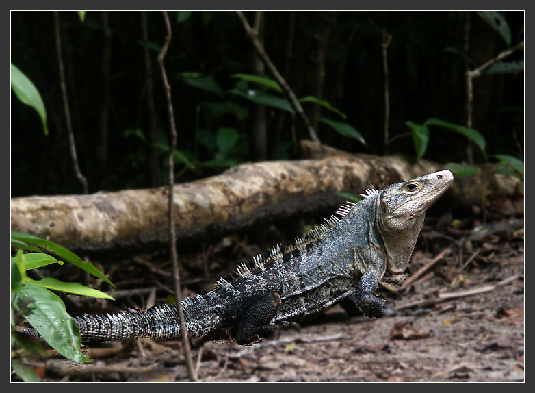 Leguan