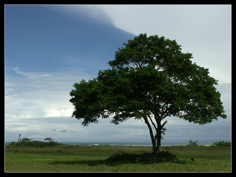 der Baum