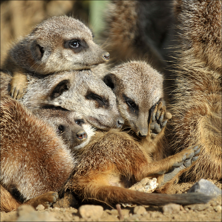 rudelkuscheln