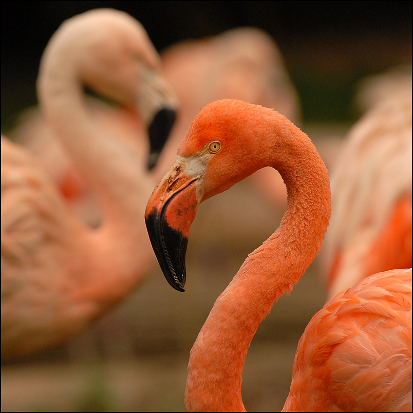 flamingos