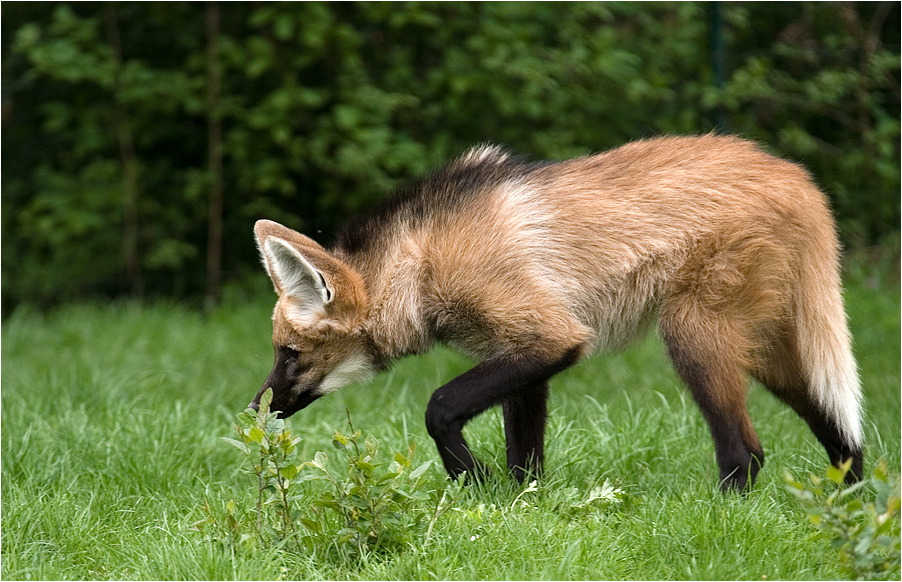 Mhnenwolf, mittig