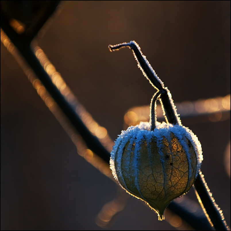 physalis 2