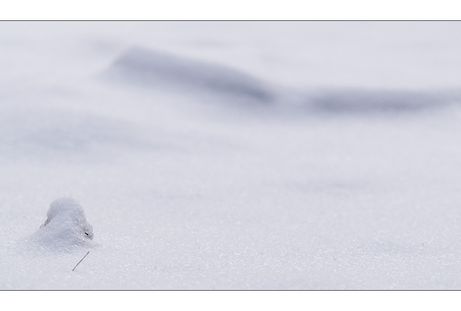 der Grashalm und das Dingens