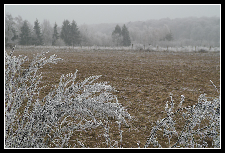Das Feld