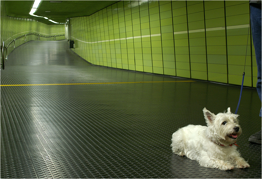 Hausschweinchen in der U-Bahn