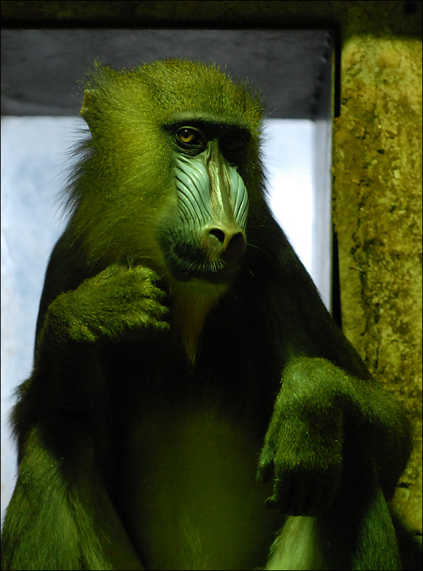 mandrill2