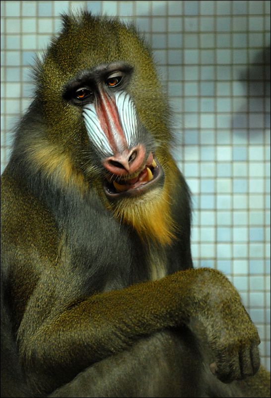 mandrill