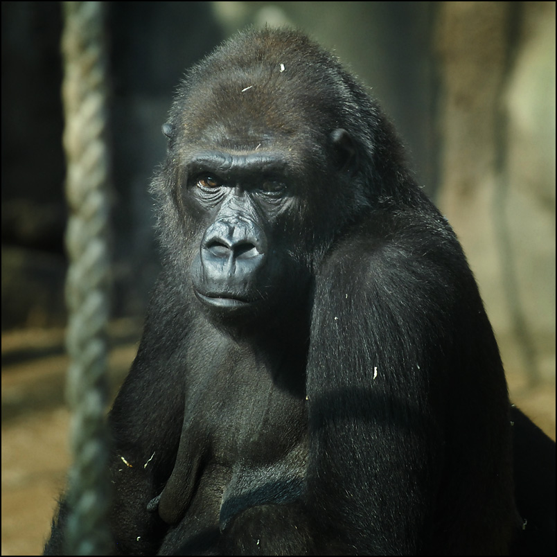 gorilla