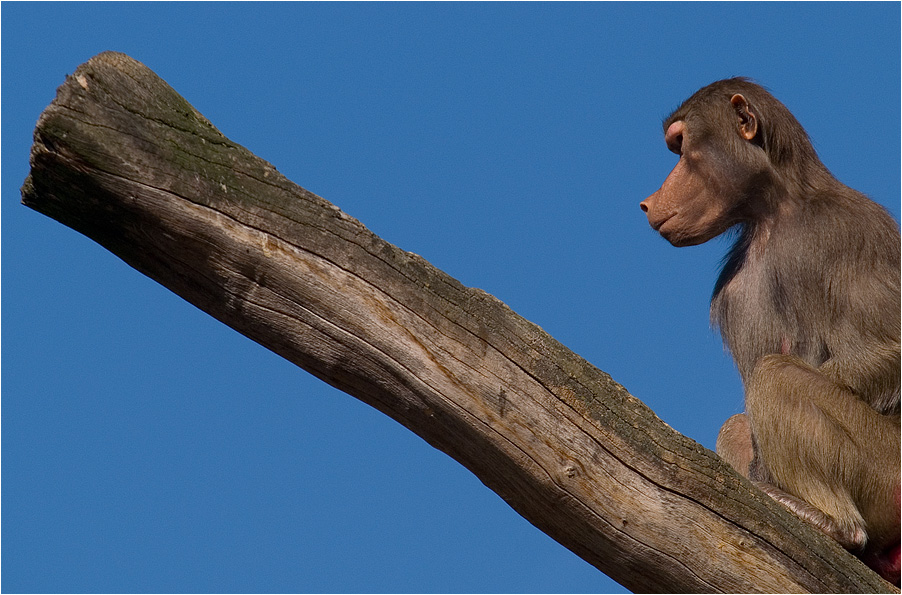 Affe auf blau