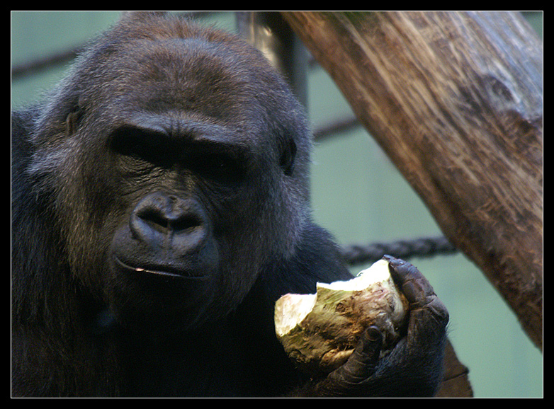 Gorilla
