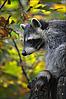 Waschbär