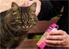 Vitakraft für Katzen