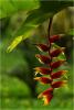 Heliconia 2