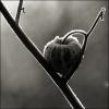 physalis 1