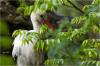 Storch, versteckt