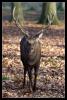 Hirsch