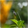 kolibri 3
