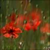 mohn