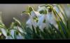 Frühling in weiss