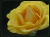 Bamberger Rose