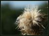 Distel oder so