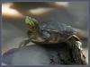 Schildkröte