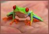 Red eyed Tree Frog