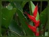 Heliconia