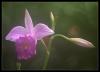 Hamilton-Orchidee